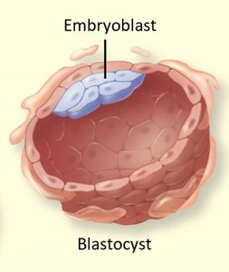 Blastocyst with embryoblast labeled