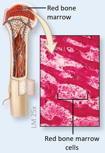Red bone marrow and bone marrow cells