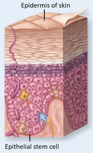 Epithelial stem cell in the epidermis of skin
