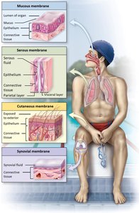 Diagram showing types and locations of body membranes
