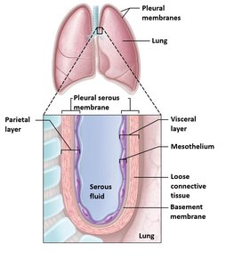 Structure of the pleural serous membrane