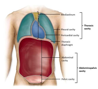 Body cavities: thoracic and abdominopelvic
