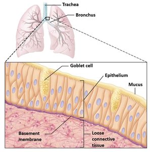 Structure of a mucous membrane in the trachea