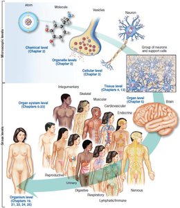 Diagram of levels of organization in the human body
