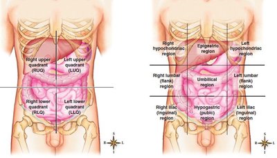 Abdominopelvic quadrants and regions