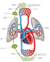 Lymphatic vessels transport fluid from interstitial spaces to the bloodstream