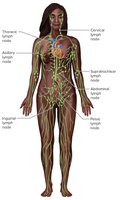 Locations of lymph nodes