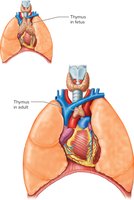 Size comparison of thymus in fetus and adult