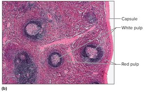 Spleen histology
