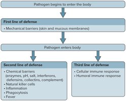 Lines of defense against pathogens