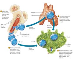 Lymphocyte origins