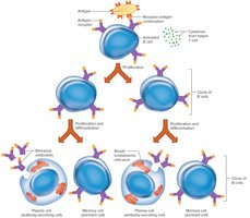 B cell proliferation