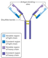 Antibody molecule structure