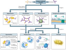 Actions of antibodies against antigens