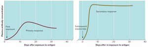 Immune responses (primary and secondary)