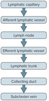 Summary of the lymphatic pathway