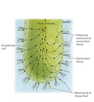 Tissue fluid becoming lymph