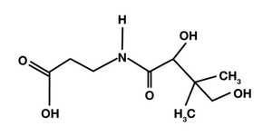 Molecular structure of pantothenic acid (B5)