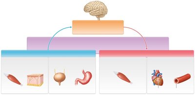 Anatomy & Physiology Nervous System Study Guide | Notes
