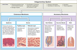 Summary diagram of the integumentary system's structure and functions