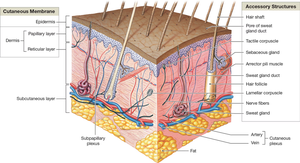 Anatomical diagram of the skin layers and accessory structures