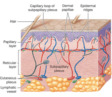 Diagram showing papillary and reticular layers, capillary networks, and dermal papillae