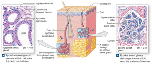 Diagram of apocrine and eccrine sweat glands