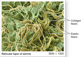 SEM image of reticular layer showing collagen and elastic fibers