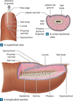 Anatomical diagram of nail structure