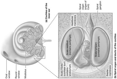 Cochlea cross-section showing ducts and spiral organ
