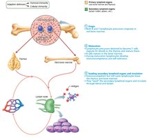 Lymphocyte seeding