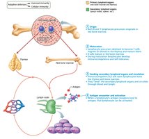 Lymphocyte activation