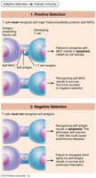 T cell positive and negative selection