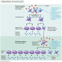 Clonal selection of a B cell