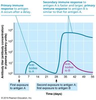 Primary and secondary humoral responses