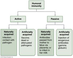 Active and passive humoral immunity