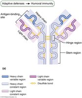 Antibody structure