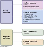 Simplified overview of innate and adaptive defenses