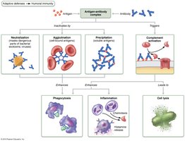 Mechanisms of antibody action