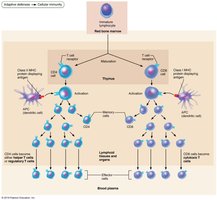 Major types of T cells