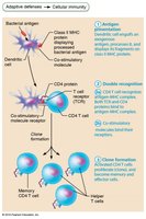 Clonal selection of T cells