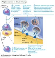 Cytotoxic T cells attack infected and cancerous cells