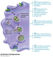 Events of phagocytosis