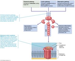 Complement activation