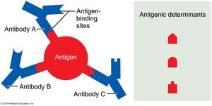 Antigenic determinants