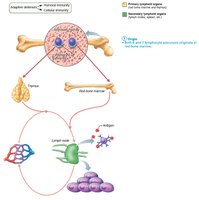 Lymphocyte origin