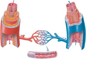 Generalized structure of arteries, veins, and capillaries