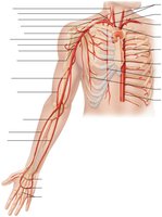 Arteries of the right upper limb and thorax