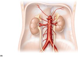 Arteries of the abdomen (posterior view)