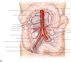 Arteries of the abdomen (intestinal branches)
